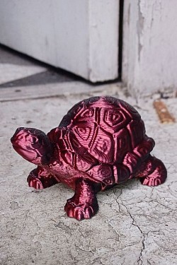 Tortoise